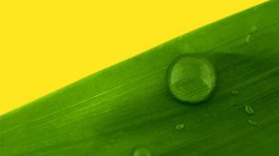 Blatt Tautropfen gelber Hintergrund.jpg
