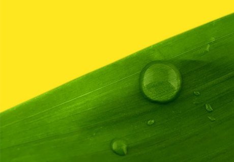 Blatt Tautropfen gelber Hintergrund.jpg