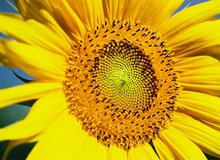 Sonnenblume.jpg