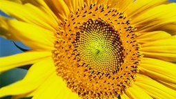 Sonnenblume.jpg