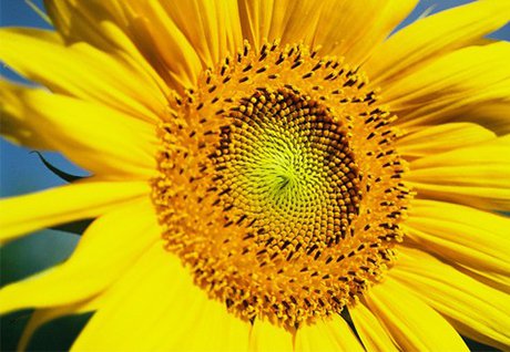 Sonnenblume.jpg