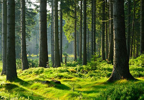 Wald Boden Stämme.jpg