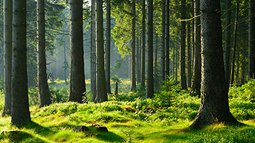 Wald Boden Stämme.jpg